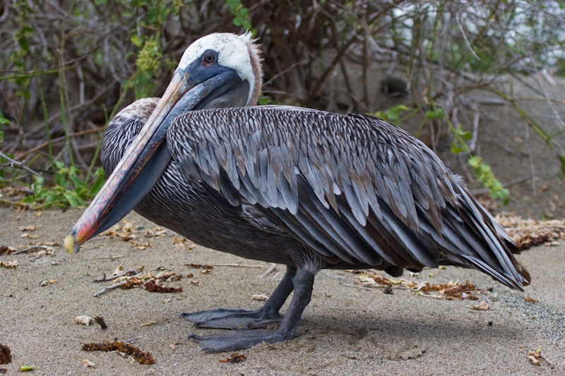 Brown Pelican